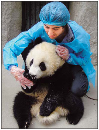 Sweden's Ali Shakorian has a close encounter with a giant panda.
