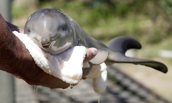 Richard Tesore, head of the NGO Rescate Fauna Marina, holds a baby La Plata river dolphin in Piriapolis, 100 km (62 miles) east of Montevideo, November 5, 2010. 