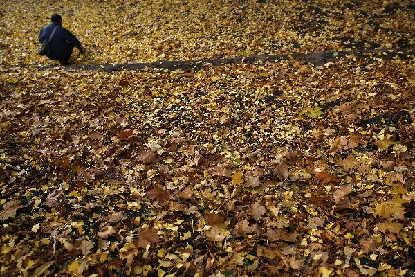 A man collecting acorns in a park in Sofia, capital of Bulgaria, Nov. 8, 2010. [Xinhua/Velko Angelov]