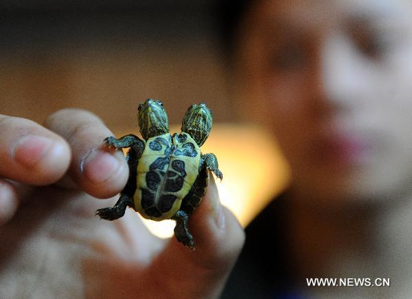 Photo taken on Nov. 8, 2010 shows a double-headed red-eared slider at Xiaoyaojin Park in Hefei, capital of east China&apos;s Anhui Province. A double-headed red-eared slider has been hatched artificially at the park recently. [Xinhua] 