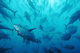 Report, coming just before the annual ICCAT meeting, further challenges fishing nations to make good on recent promises to seriously address the 40 plus year record of rampant over-fishing of bluefin tuna. [WWF]