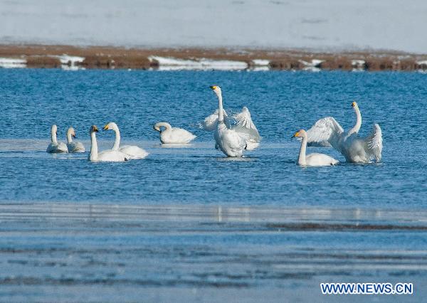 Swans enjoy their time in the water of the Sayram Lake in Mongolian Autonomous Prefecture of Bortala, northwest China's Xinjiang Uygur Autonomous Region, Nov. 6, 2010. The Sayram Lake at an altitude of 2,071.9 meters embraces 453 square kilometers of water area. Some 70 swans chose to spend their winter here this year thanks to its good wetland environment. [Lai Yuning/Xinhua]