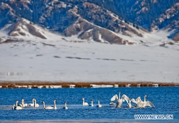 Swans enjoy their time in the water of the Sayram Lake in Mongolian Autonomous Prefecture of Bortala, northwest China's Xinjiang Uygur Autonomous Region, Nov. 6, 2010. [Lai Yuning/Xinhua]