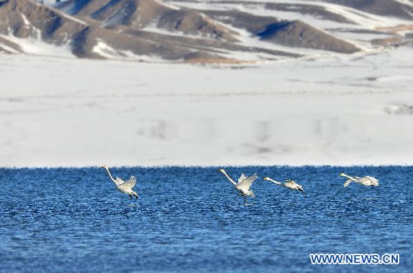 Swans fly over the Sayram Lake in Mongolian Autonomous Prefecture of Bortala, northwest China's Xinjiang Uygur Autonomous Region, Nov. 6, 2010. [Lai Yuning/Xinhua]