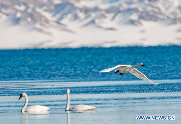 Swans enjoy their time in the water of the Sayram Lake in Mongolian Autonomous Prefecture of Bortala, northwest China's Xinjiang Uygur Autonomous Region, Nov. 6, 2010. [Lai Yuning/Xinhua]