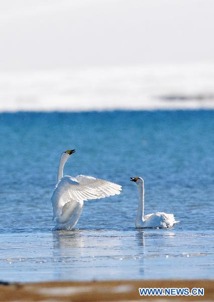 Swans enjoy their time in the water of the Sayram Lake in Mongolian Autonomous Prefecture of Bortala, northwest China's Xinjiang Uygur Autonomous Region, Nov. 6, 2010. [Lai Yuning/Xinhua]