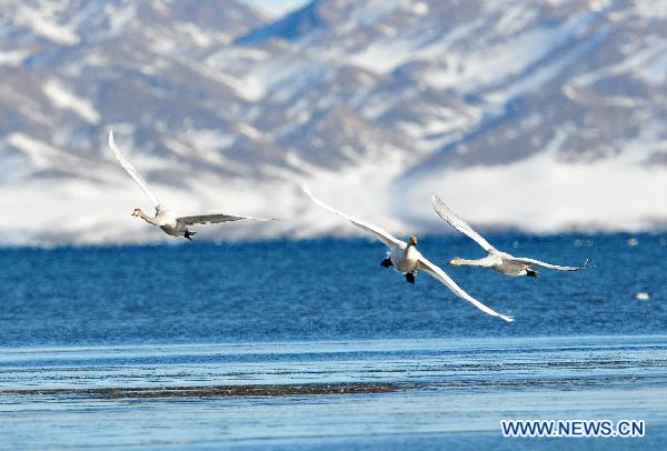 Swans fly over the Sayram Lake in Mongolian Autonomous Prefecture of Bortala, northwest China's Xinjiang Uygur Autonomous Region, Nov. 6, 2010. [Lai Yuning/Xinhua]