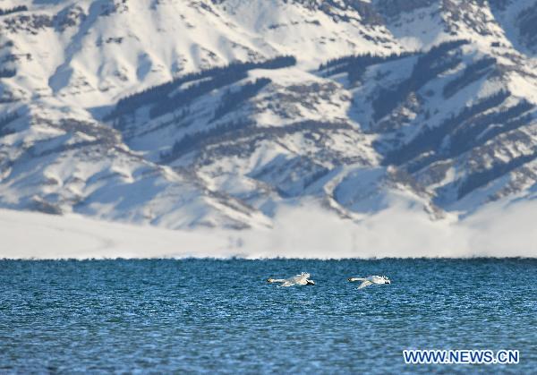 Swans fly over the Sayram Lake in Mongolian Autonomous Prefecture of Bortala, northwest China's Xinjiang Uygur Autonomous Region, Nov. 6, 2010. [Lai Yuning/Xinhua]