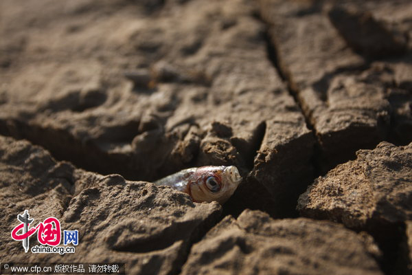 The photo taken on Nov. 9, 2010 shows sustained drought has decreased water level in Nanchang section of Ganjing River to 13.75 meter. Some parts of the riverbed are dry and barren. [CFP]