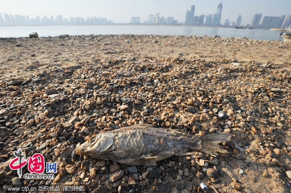 The photo taken on Nov. 9, 2010 shows sustained drought has decreased water level in Nanchang section of Ganjing River to 13.75 meter. Some parts of the riverbed are dry and barren. [CFP]