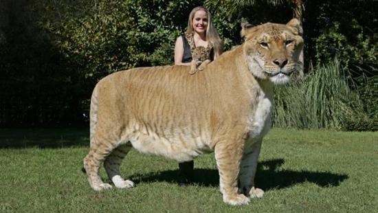 A SAFARI wildlife reserve in the US has unveiled the world&apos;s biggest hybrid cat -- a half lion, half tiger -- called a liger. Four-week-old Aries was presented to the world along with eight-year-old big brother, Hercules, at the Myrtle Beach Safari wildlife reserve in South Carolina. Hercules is almost 183-cm tall and weighs more than 406kg. 