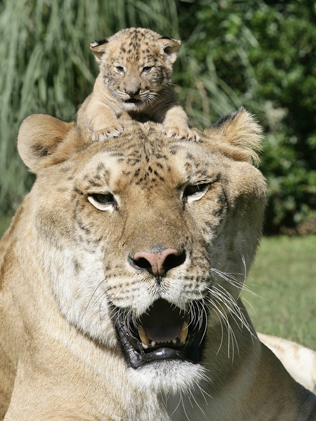 A SAFARI wildlife reserve in the US has unveiled the world&apos;s biggest hybrid cat -- a half lion, half tiger -- called a liger. Four-week-old Aries was presented to the world along with eight-year-old big brother, Hercules, at the Myrtle Beach Safari wildlife reserve in South Carolina. Hercules is almost 183-cm tall and weighs more than 406kg. 