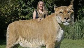 Liger: World's biggest hybrid cat