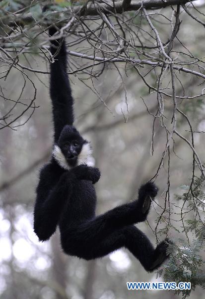 A gibbon plays at the Wild Animals Park in Kunming, capital of southwest China&apos;s Yunnan Province, Nov. 10, 2010. Animals in the zoo enjoy warm sunshine thanks to good weather here in recent days. [Xinhua] 