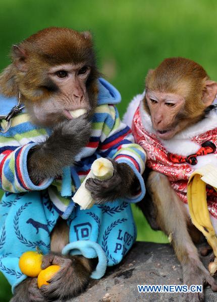 Monkeys eat banana at the Wild Animals Park in Kunming, capital of southwest China&apos;s Yunnan Province, Nov. 10, 2010. Animals in the zoo enjoy warm sunshine thanks to good weather here in recent days.