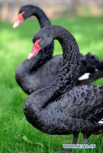 Black swans walk at the Wild Animals Park in Kunming, capital of southwest China&apos;s Yunnan Province, Nov. 10, 2010.