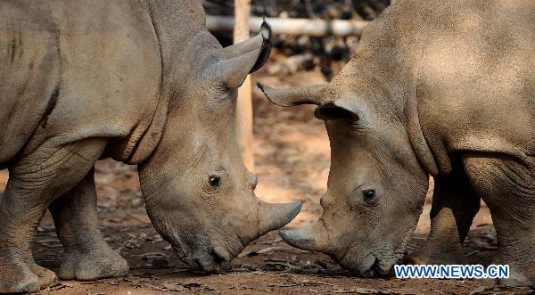 Rhinoceroses play with each other at the Wild Animals Park in Kunming, capital of southwest China&apos;s Yunnan Province, Nov. 10, 2010. 