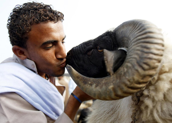 A man kisses a ram that he purchased from a cattle market in Al Manashi village in Giza on the outskirts of Cairo, Nov 11, 2010. Muslims across the world are preparing to celebrate the annual festival of Eid al-Adha or the Festival of Sacrifice, which marks the end of the haj pilgrimage to Mecca by hundreds of millions of Muslims, with the slaughter of goats, sheep and cattle in commemoration of the Prophet Abraham&apos;s readiness to sacrifice his son to show obedience to Allah. [China Daily/Agencies] 
