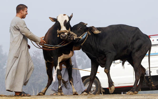 A man pulls cows that he purchased from a cattle market in Al Manashi vallage in Giza on the outskirts of Cairo, Nov 11, 2010. [China Daily/Agencies] 