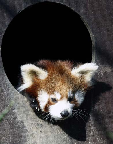 Coco, one of a pair of five-month-old red panda twins, watches from a wooden house in Zagreb Zoo November 13, 2010, on the occasion of International Red Panda Day on which Zagreb Zoo invited visitors to suggest names for the two young red pandas. [Xinhua/Reuters] 