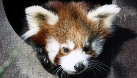 Zagreb Zoo invite visitors name little red panda