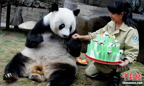 Fuzhou Panda World in South China&apos;s Fujian Province holds a party to celebrate star panda Bath&apos;s 30th birthday on November 13, attracting more than 3,000 people from home and abroad to attend the party. Bath was the model for the panda Panpan, the cartoon mascot of the 1990 Asian Games in Beijing. [chinanews.com] 