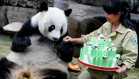 Star panda reaches 30 years old 
