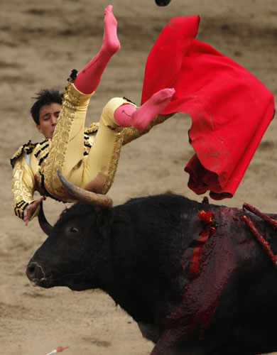 Peru&apos;s bullfighter Juan Carlos Cubas is tackled by a bull during a bullfight at Peru&apos;s historic Plaza de Acho bullring in Lima November 14, 2010. [Xinhua/Reuters]