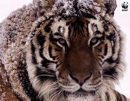 Siberian tiger