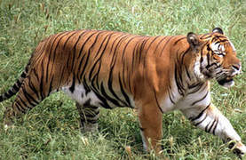 South China tiger