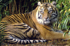 Sumatran tiger