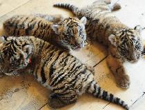 Three new-born South China tigers 