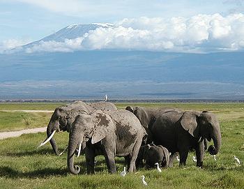 Amboseli elephants at the foot of Mount Kilimanjaro 