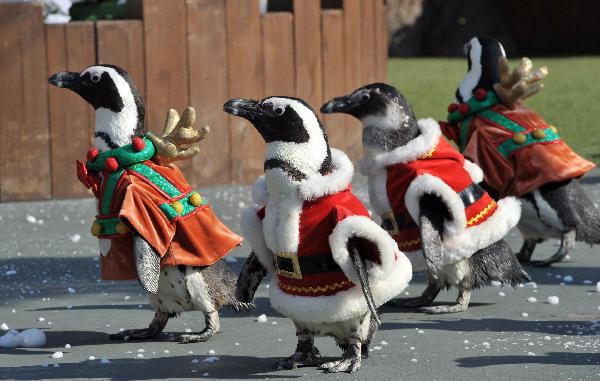 Penguins dressed in Santa Claus costumes parade during a promotional event at the Everland amusement park in Yongin, south of Seoul, on November 16, 2010.[Xinhua/AFP]