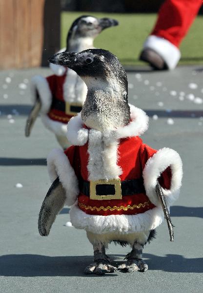 Penguins dressed in Santa Claus costumes parade during a promotional event at the Everland amusement park in Yongin, south of Seoul, on November 16, 2010. [Xinhua/AFP]