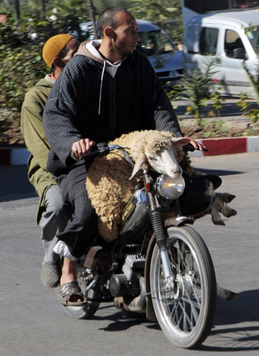 Men transport a sheep on their motorcycle on the eve of Eid al-Adha at Marrakesh Nov 16, 2010. Muslims across the world are preparing to celebrate the annual festival of Eid al-Adha or the Festival of Sacrifice, which marks the end of the haj pilgrimage to Mecca by hundreds of millions of Muslims, with the slaughter of goats, sheep and cattle in commemoration of the Prophet Abraham&apos;s readiness to sacrifice his son to show obedience to Allah. [China Daily/Agencies]