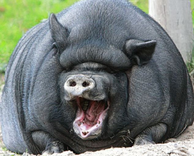 A Vietnamese pot-bellied pig goes for the belly laugh. [Agencies]