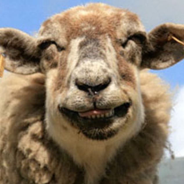 This sheep looks decidedly happy, and check out those teeth. [Agencies]