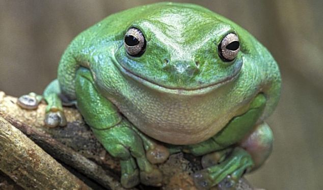 Why is tree frog looking so smug? [Agencies]