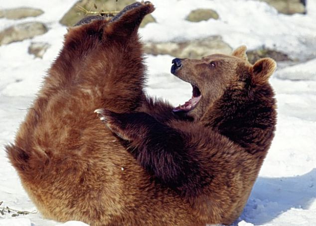 The brown bear can certainly see the funny side of taking a tumble. [Agencies]