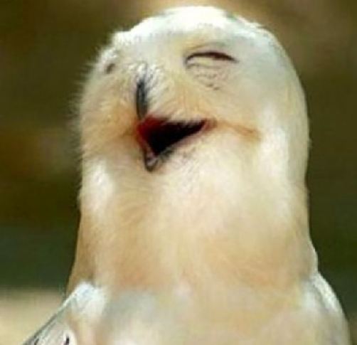 This snowy owl is positively &apos;owlin with laughter. [Agencies]