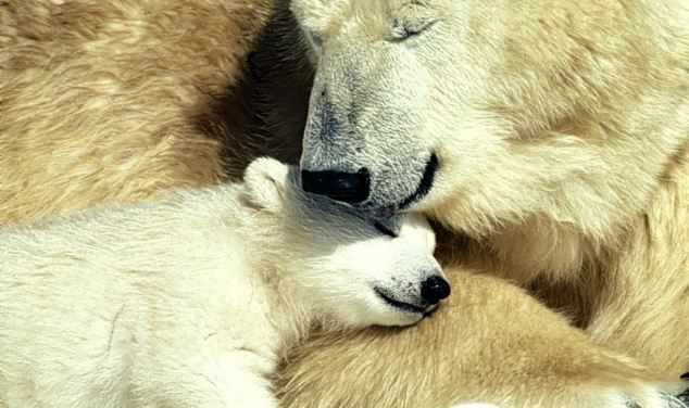 Two polar bears grin and bear it as true happiness is a cuddle between mother and cub. [Agencies]