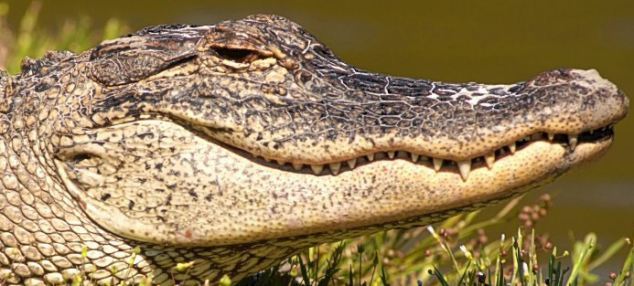 Perhapos this snap happy croc is thinking about his next snack. [Agencies]