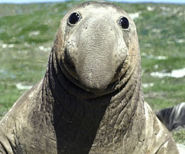 A giggling elephant seal looks momentarily lost for words. [Agencies]