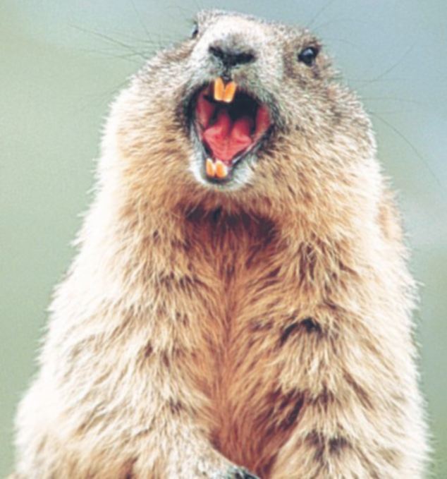 The mirthful marmot shows his true feelings. [Agencies]