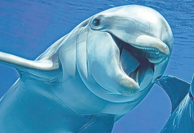 Like any flippant flipper this bottle nose dolphin likes telling jokes. [Agencies]