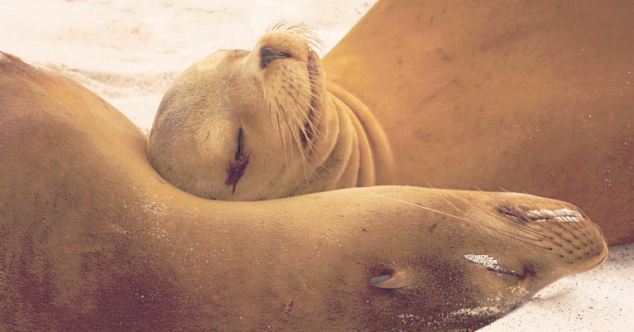 A pair of contented sea lions nestle together in the Galapagos Islands. [Agencies]