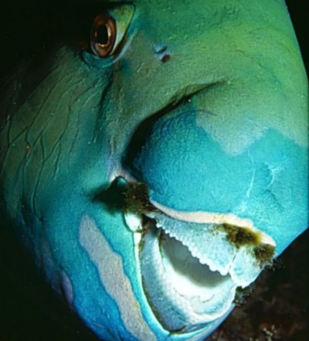 This parrot fish grins from, erm, gill to gill. [Agencies]