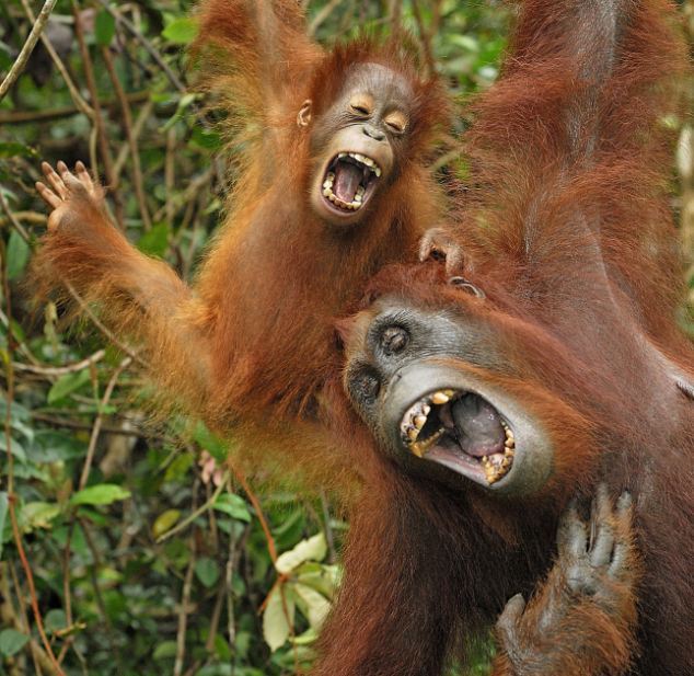 This orangutan mother and baby are tickled...orange. [Agencies]