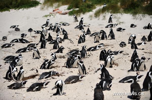 Penguins play at 'Penguin Beach' on the east coast of Capetown, South Africa, Nov. 15, 2010. The 'Penguin Beach', which was initially established in 1982 with less than 10 penguins, has already have more than 4000 penguins now due to the protection of local residents and government. [Xinhua/Liu Chan]